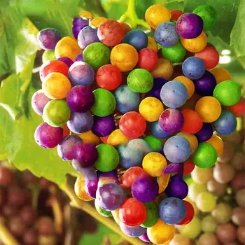 

Plant Fruits Bath Salts Rainbow Colorful Grape Essence 110Pcs SG-09-A
