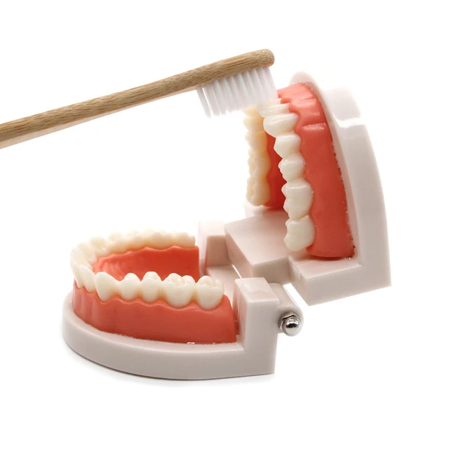 צעצוע ללמידת צחצוח שיניים 3