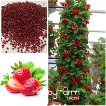 Новое поступление! 200 шт./пакет восхождение Красной клубничкой под индивидуальный заказ бонсай с целебный вкус* NON-GMO клубника Эверест* съедобные* фрукты