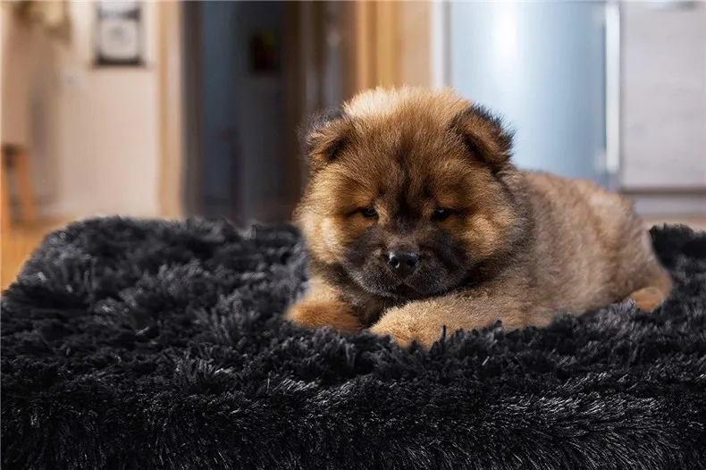 71iiZjVdJ3L._AC_SL1500_