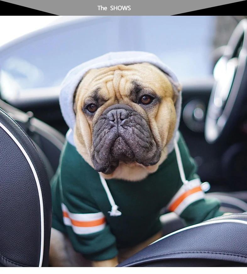 cão pequeno, roupa do animal de estimação, roupa Grandy Puppy