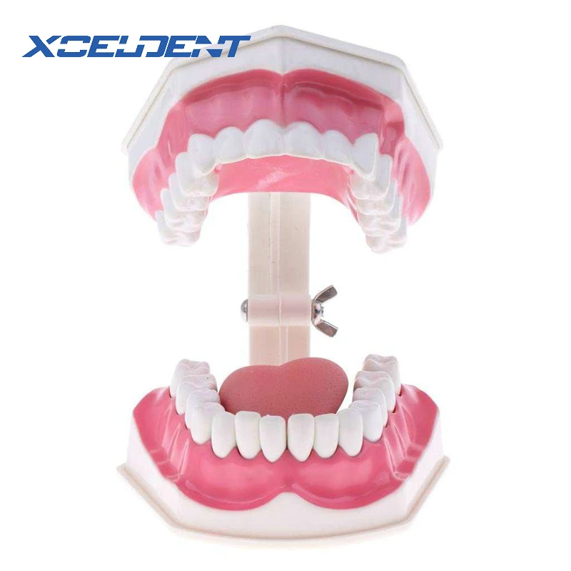  teeth model brush teaching models Removable Lower TeethDental Adult standard oral modelearly Educat - 32914787839