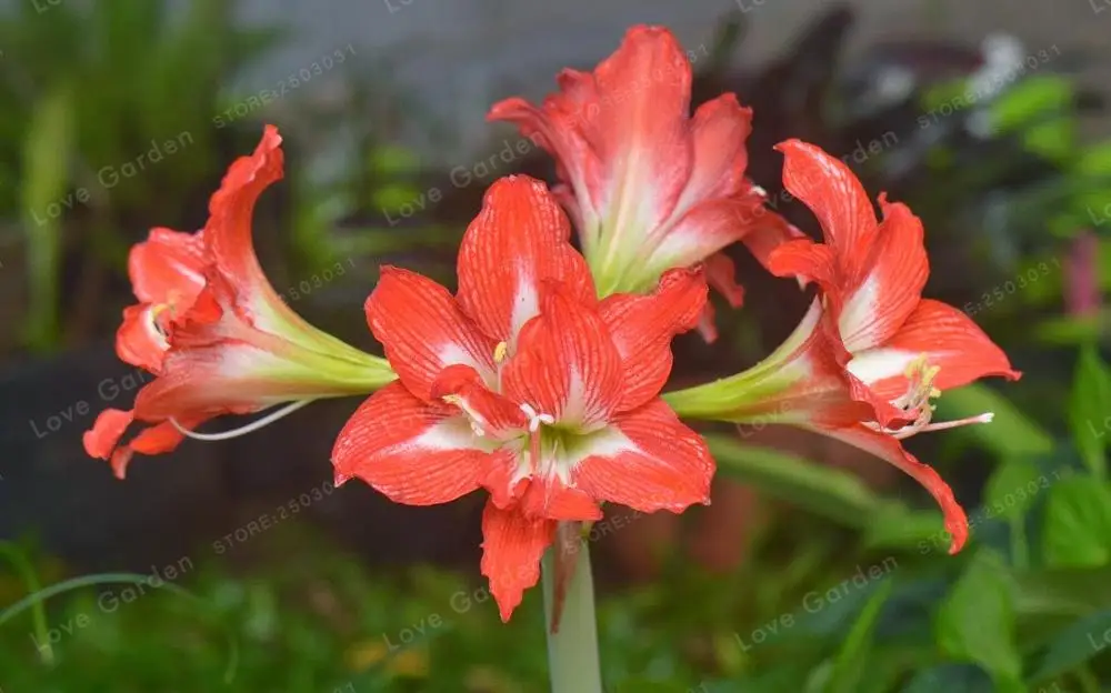 2 лампы Амариллис луковицы истинный оранжевый Гиппеаструм луковицы ...