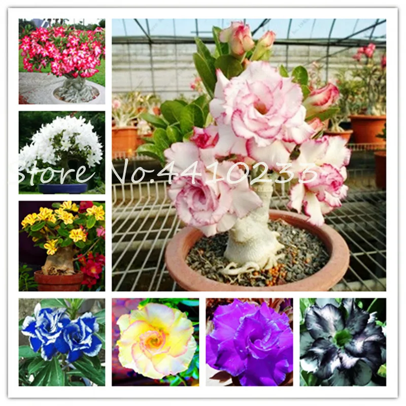 

100% True Adenium Obesum Bonsai Exotic Desert Rose Flowers Balcony Desert-Rose Bonsai MultiColor Petals Succulents Tree 5 Pcs