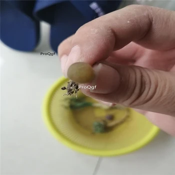 

Ngryise 5Pcs A Set maughanii