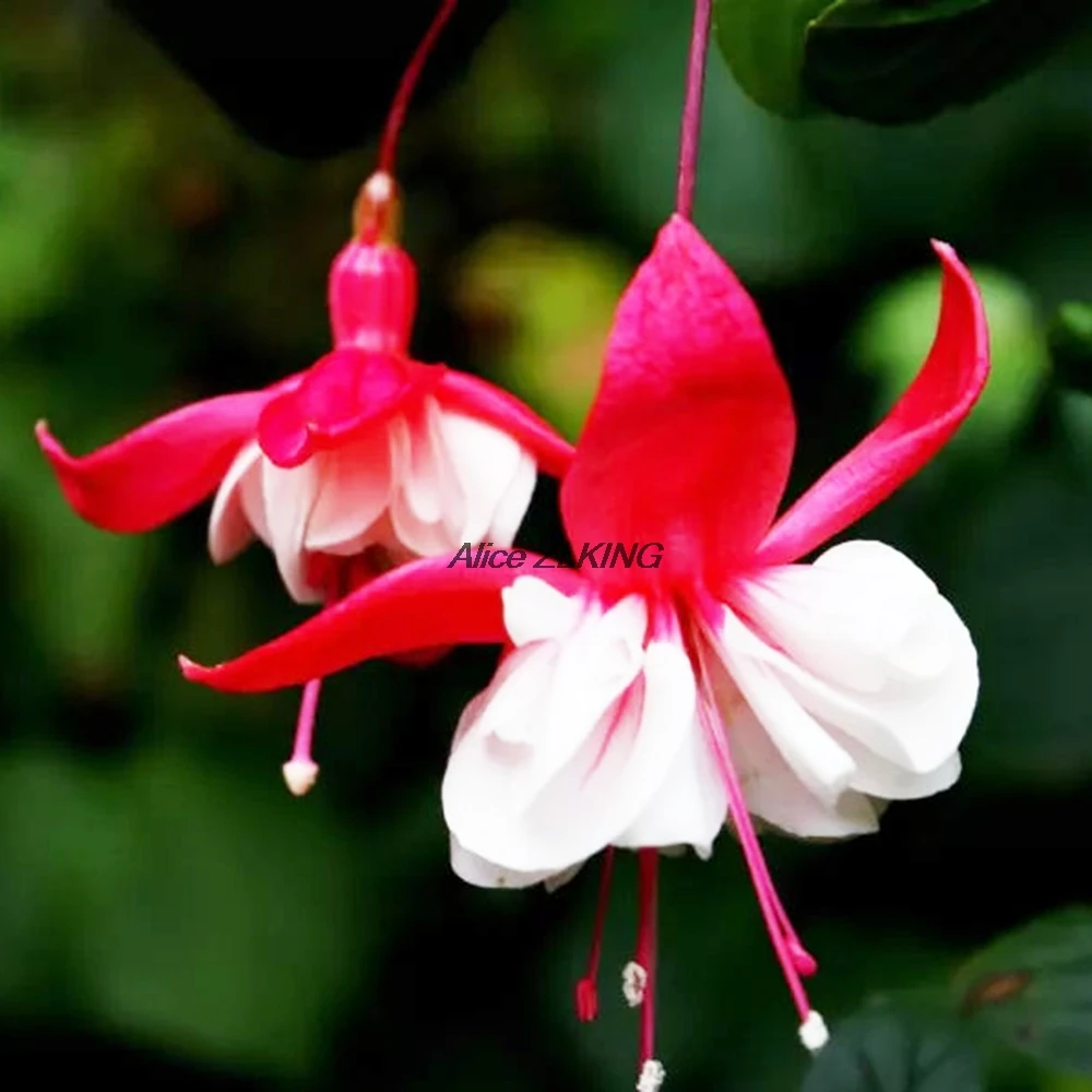 

Perennial 20Pcs Begonias Bonsai Flower Bonsai Potted Flowers DIY Planting Bell Flowers Bell Flowers Fuchsia Lantern Bonsai