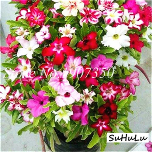 5 шт.,, настоящая пустынная Роза, экзотические растения Adenium Obesum, цветы, бонсай, растения для очистки воздуха, для дома, сада, цветы в горшках - Цвет: 9