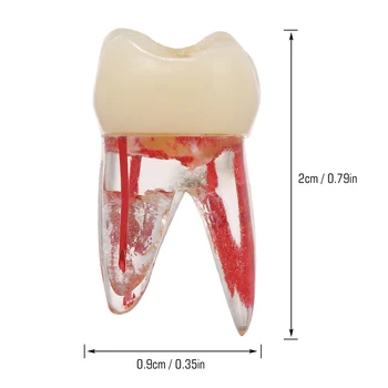 

1:1 Resin Endodontic Student Study Practice Model with Colored Root Canal and Pulp Transparent