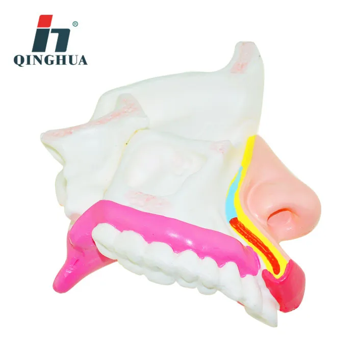 

Nasal Dissection Model Realistic Human Simulate Organ Nose Model Nasal Cartilaginous Surface Model Medical Teaching Aid Supplies