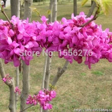 100 Oo-Legume Bauhinia Cercis chinensis Bunee китайский цветок багряника Oo