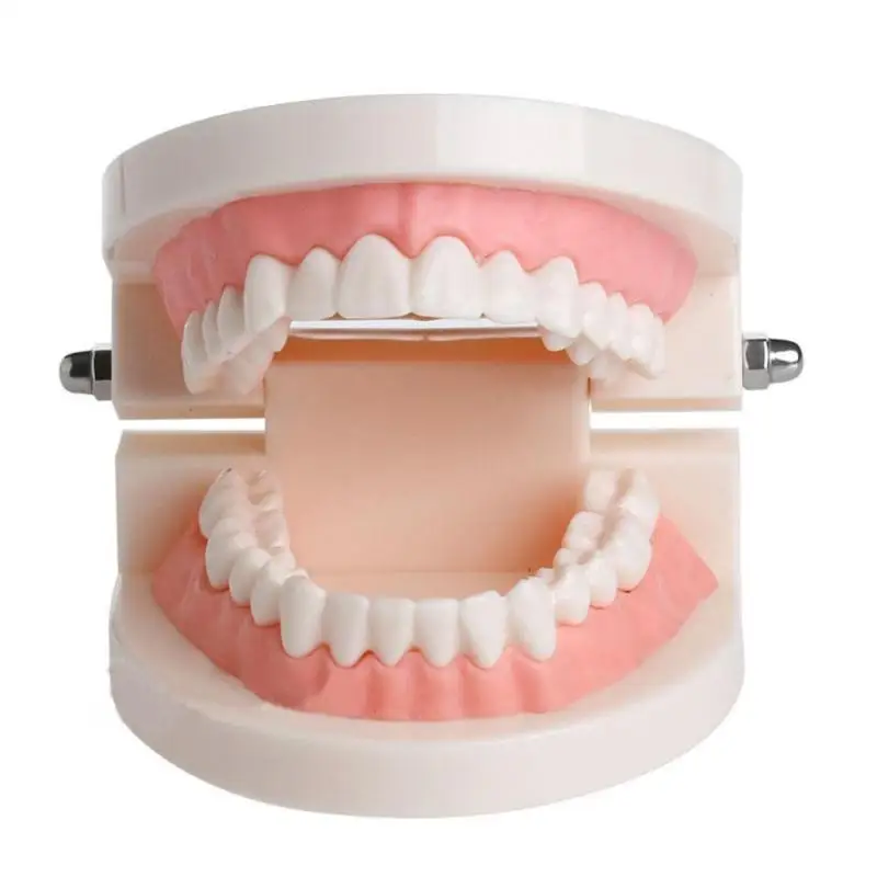 

Pro Adult White Teeth Model Standard Dental Teaching Study Typodont Demonstration Oral Medical Education Teeth Model Tool