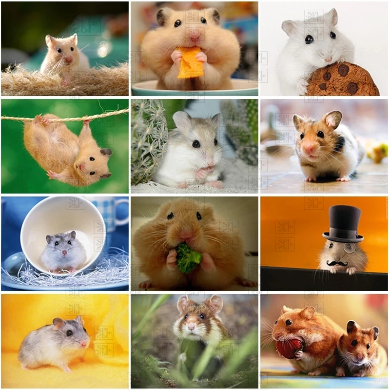 

Diy Diamond Painting Full Square/round Cute Hamster Mosaic 5D Animal Cross Stitch Kits Embroidery Home Art Decor Diamond Gift