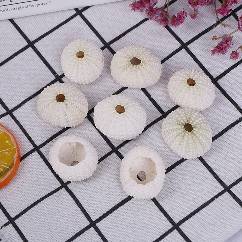 Natural Shell Ornaments 2PC Natural Sea Urchin Shell Conch Tillandsia Potted Plant Home Decoration Wedding Decoration Coastal Home