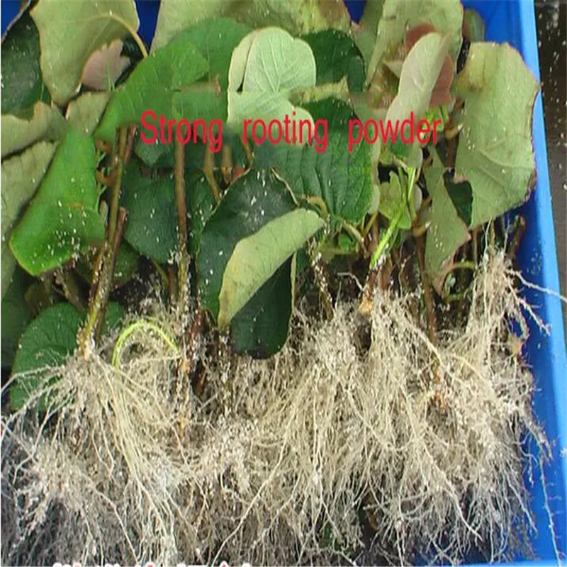 2pcs-Flower-Strong-rooting-powder-growing-roots-seedling-strong-recovery-root-vigor-germination-aid-fertilizer-Garden (3)