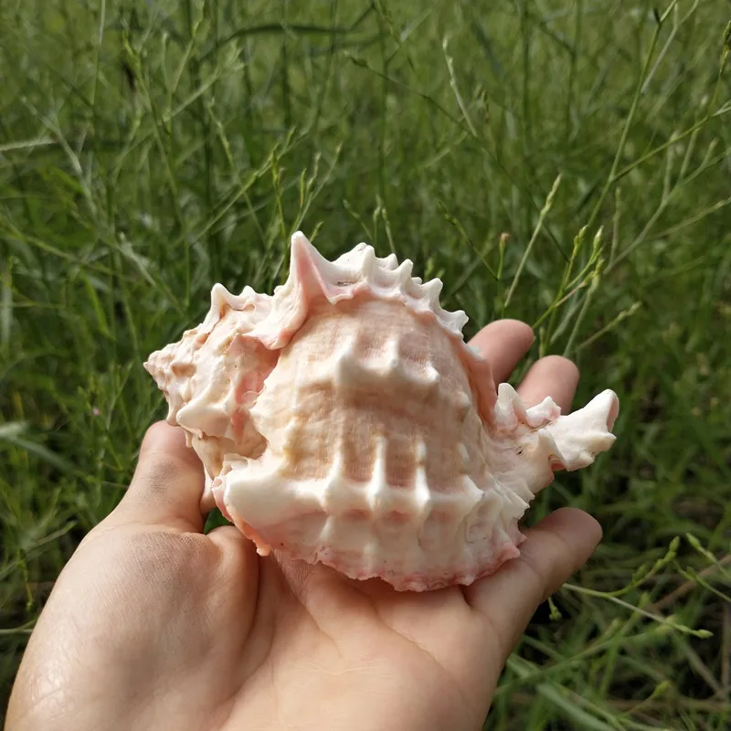 1 шт. натуральный морской Seashell Розовый раковины орнамент Пляж Свадьба оболочка Ремесло Декор морская волна звук Creatives Conch подарки для детей