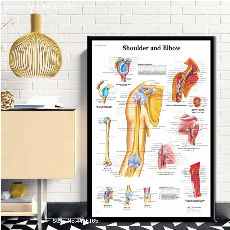 

Modular Picture Home Decor Shoulder and Elbow Muscular System Human Anatomy Wall Art Canvas Print Noridc Painting Bedroom Poster