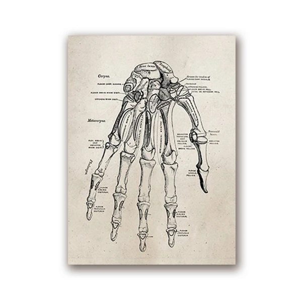 Human-Anatomy-Science-Vintage-Posters-Art-Prints-Medical-Anatomy-Canvas-Painting-Medical-Doctor-Clinic-Wall-Pictures (6)