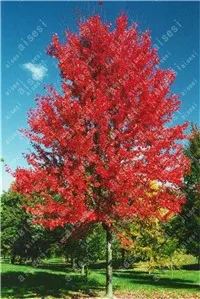 20pcs/bag  Red Maple