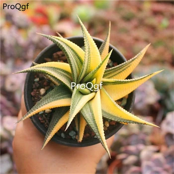 

Ngryise 1Pcs A Set Haworthia limifolia liulidian