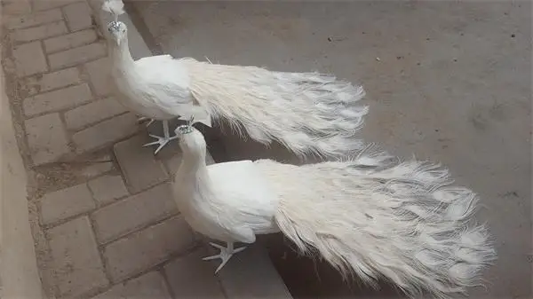 

a pair of cute real life peacocks model foam&feather beautiful white peacocks bird gift about 80cm XD0071
