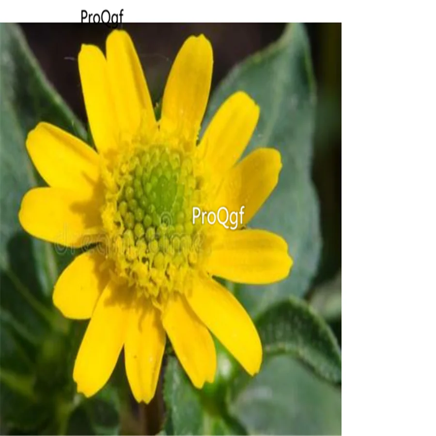 Ngryise 8000 шт набор Sanvitalia procumbens