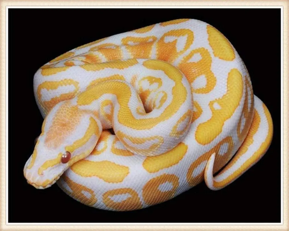 61-ebueEvIL._AC_SL1000_