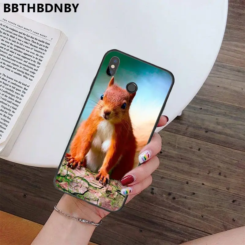 Squirrel