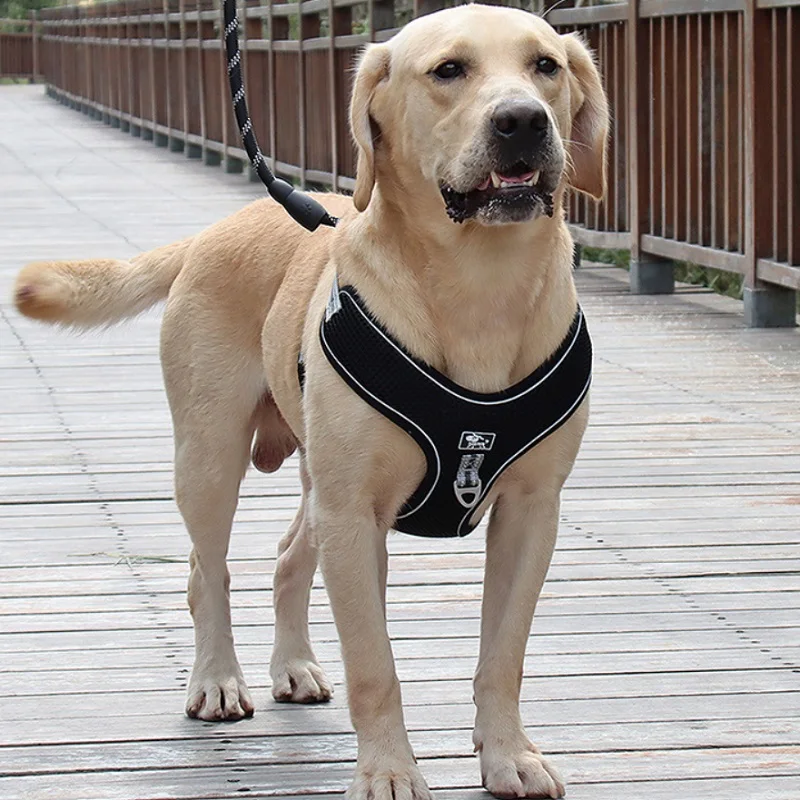 reflexiva, coleira para cães, labrador