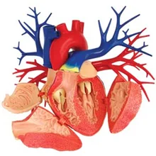 4D мастер Обучающие собранные игрушки 1: 1 большое сердце внутренних органов обучение медицине для модели