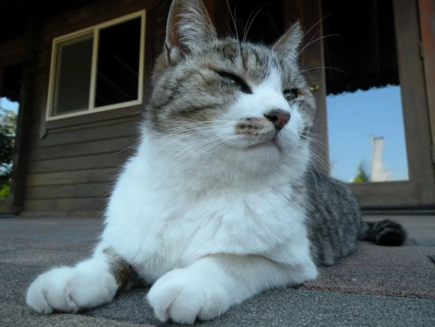 61JCDjRKiDL._SL1500_