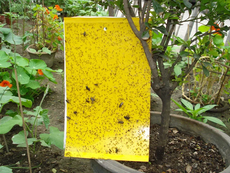 

10pcs Strong Flies Traps Bugs Sticky Board Catching Aphid Insects Pest Killer Outdoor Fly Trap for Aphids Fungus GnatsLeaf