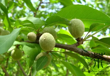 

Prunus Persica Nectarine Peach Mao-Tao