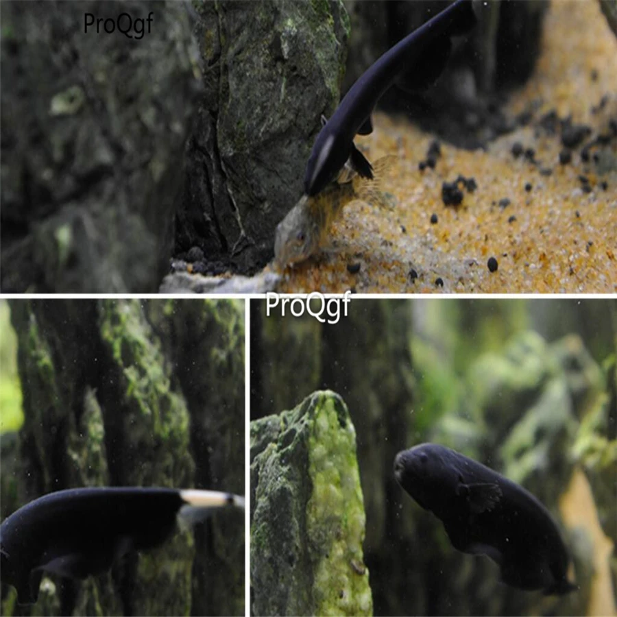 Ngryise 1 шт. набор Apteronotus albifrons