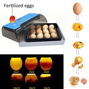 

Automatic Incubator 9-35 Pcs Egg Incubator Poultry Incubator Chicken Duck Goose Bird Incubator Egg Incubator