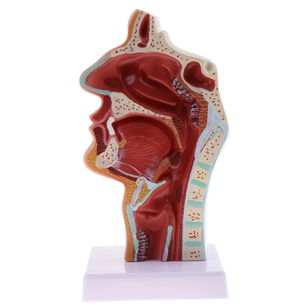 Longitudinal Section Human Nasal Oral Cavity Throat Pathology Model Educative Learning Resources