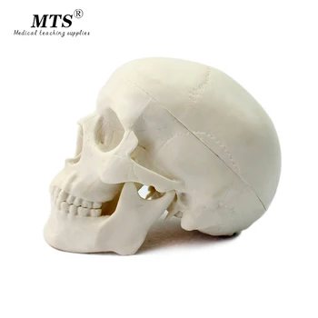 

EasyThru human Head Skeleton Skull Model Medical Science Teaching Human Anatomy Precise brain Medical Model traumatic pistol