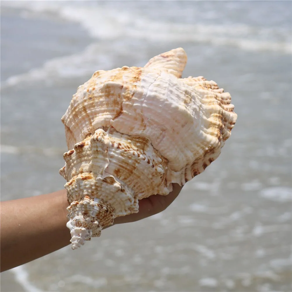 1pcs big size natural Conch sea shell for home decoration or gift natural shell ornaments