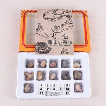 

Chinese Version Natural Stones With Marine Animal Plant Fossil Specimens Box-Packed Rough Specimen Decoration