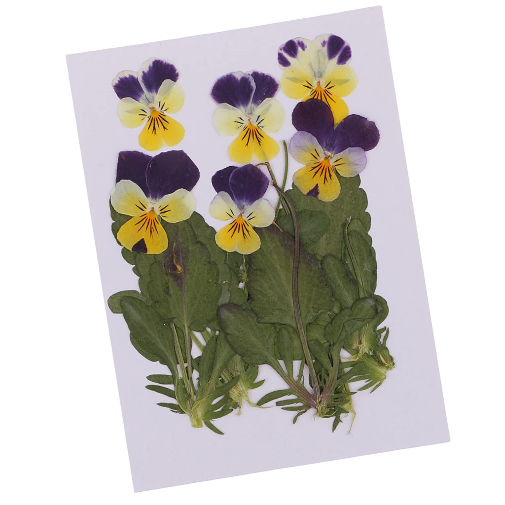 12x Pressed Dried Flowers Pansy Leaf Scrapbooking for Resin Jewelry Craft Photo Frame DIY Jewelry Making