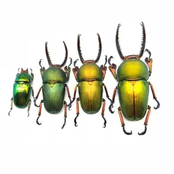 

Lamprima Adolphinae Real Insect Specimen Collectibles Study School Educational Teaching Sample chromatic Home Decor gift