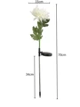 Chrysanthemum W