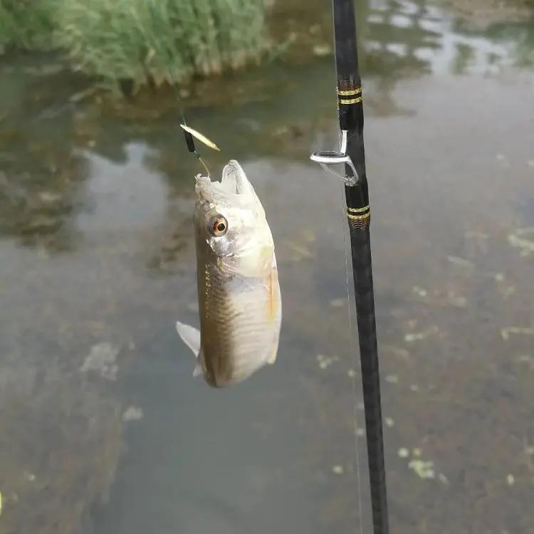

Lure White Set Designed to Kill Lure Sunflower Seed Topmouth Culter Help Cast Maker Useful Product Sequin Snakehead Rod lr fang