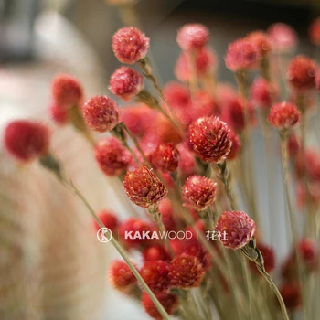 

KKW Home Decoration Imported Natural Plant Dried Flower Dried Fruit Shell Handmade Special Flower Artificial Flower Qianrihong