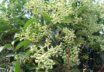 

Ligustrum Compactum Ligustrum Lucidum Da-Ye Nv-Zhen