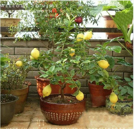 Настоящая Акция 20 шт садовые растения с инструкциями бонсай Лимонное дерево Флорес высокая скорость выживания фрукты для дома на заднем дворе