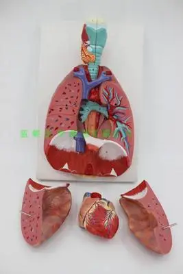 Анатомическая модель для горла сердца легких дыхательная система медицинская