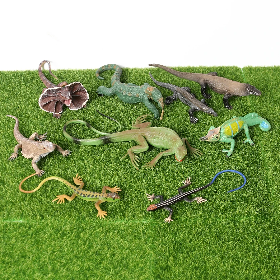 lizard