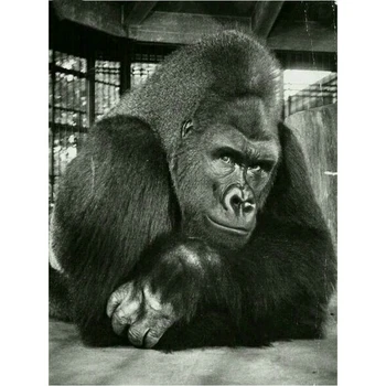 

5d diy diamond painting gorilla pattern sticker full square ROUND drill animal room decoration 3d diamond mosaic sticker JS5704