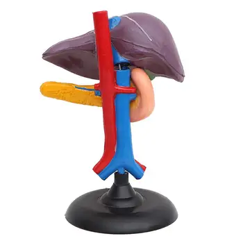 

PVC Human Liver Pancreas Duodenum Anatomical Organ Model Statue Learning Tool