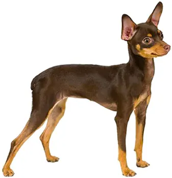 

Dinghy Tuzik Coverall Toy Terrier warm bitch